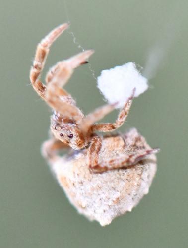 Réf. 252 580 : Hyptiotes (flavidus-paradoxus)